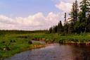 Forest stream as seen from our ride.